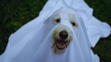 La Plata celebra Halloween con el Gran Desfile de Mascotas en plaza Azcuénaga