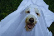 La Plata celebra Halloween con el Gran Desfile de Mascotas en plaza Azcuénaga