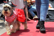 La Plata se disfraza de amor animal: llega el Gran Desfile de Mascotas edición Halloween