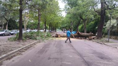 La Plata: Caída de árboles y ramas por los fuertes vientos en la zona del Bosque