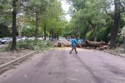 La Plata: Caída de árboles y ramas por los fuertes vientos en la zona del Bosque