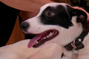 El emotivo reencuentro del perro perdido con su familia en el programa de Guido