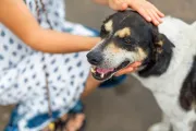 Día mundial del perro