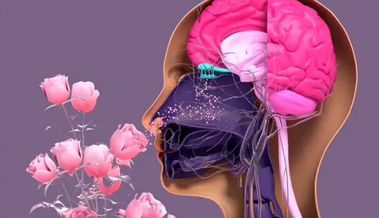 Ejercitar tu olfato puede salvar tu cerebro