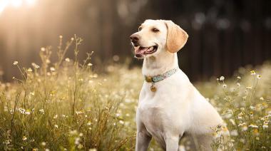 Un desmayo, un perro y un gesto que emociona