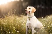 Un desmayo, un perro y un gesto que emociona