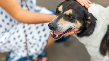 Día mundial del perro
