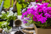 Flores ideales para macetas en primavera