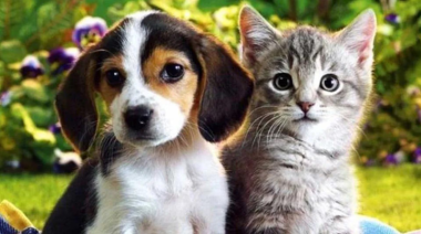 ¿Quién es más inteligente, el perro o el gato?