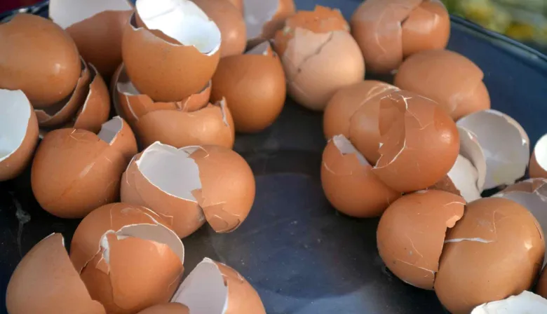 ¿Cómo usar la cáscara de huevo como fertilizante natural?