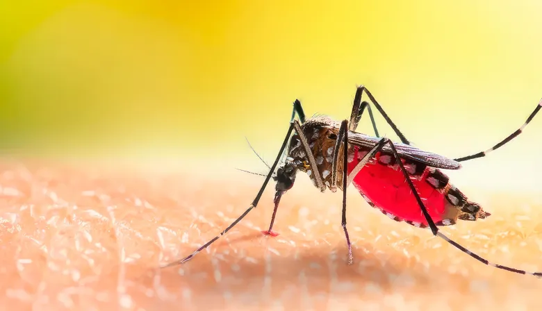 Mosquitos en La Plata: ¿por qué siguen pese al frío?