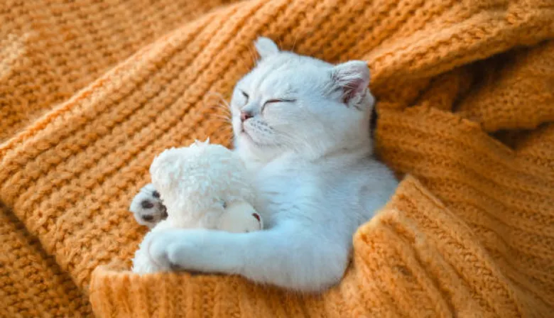 ¿Dónde duermen los gatos en noches frías? La respuesta te puede sorprender