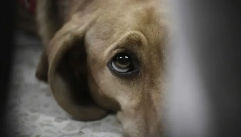 Clausuran criadero ilegal en La Plata tras hallazgo de perro muerto