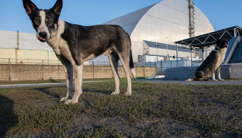 Perros de Chernóbil: La historia genética que los hizo casi inmunes al cáncer