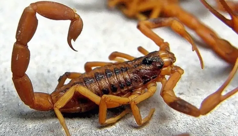 Alacranes en expansión: la UNLP acelera la carrera por un antídoto contra el escorpionismo