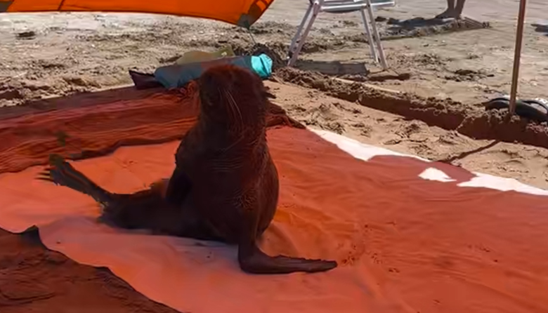 Un lobo marino se metió en una carpa y sorprendió a turistas en la playa de San Clemente