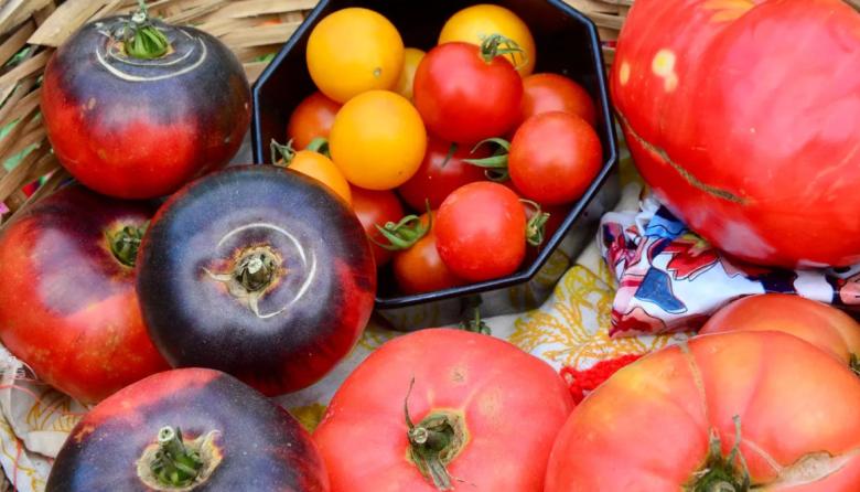 La Plata: la Fiesta del Tomate Platense ya tiene fecha y busca batir récords en su edición XXI