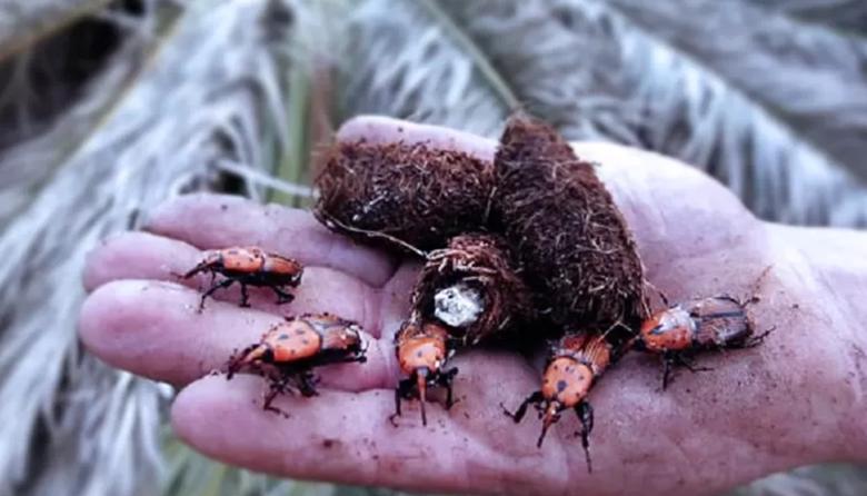 El SENASA detectó una plaga asiática que mata palmeras en la Isla Martín García