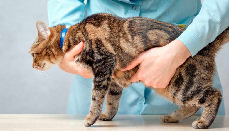 Cáncer en gatos y humanos: la ciencia descubre un origen genético común