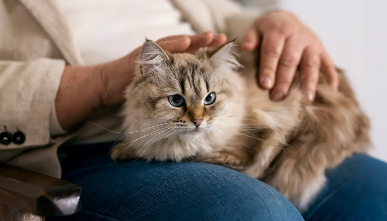 Día Mundial del Gato: la ciencia confirma su impacto en la salud mental