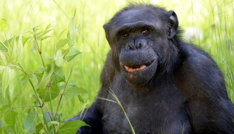 Falleció a los 49 años Tomy, el chimpancé del Bioparque La Plata
