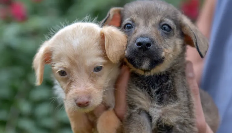 Vecinos y rescatistas se unen en una jornada a beneficio de animales recuperados