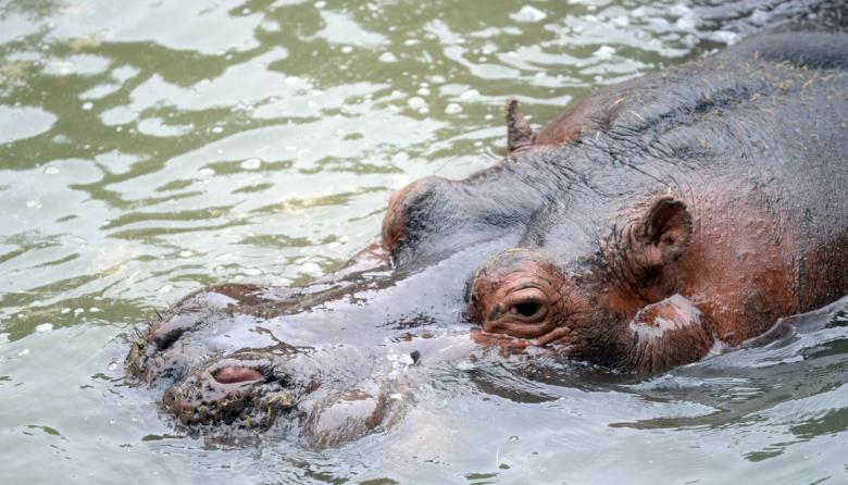 Otra partida más en el Bioparque La Plata: falleció el hipopótamo de casi 26 años
