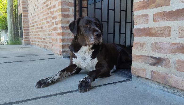 Día del Animal: por qué este 29 de abril conmemoramos a nuestros amigos de cuatro patas