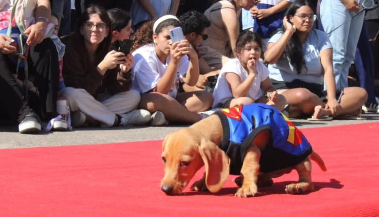 Gran desfile de mascotas en La Plata: cuándo, dónde y cómo inscribirse