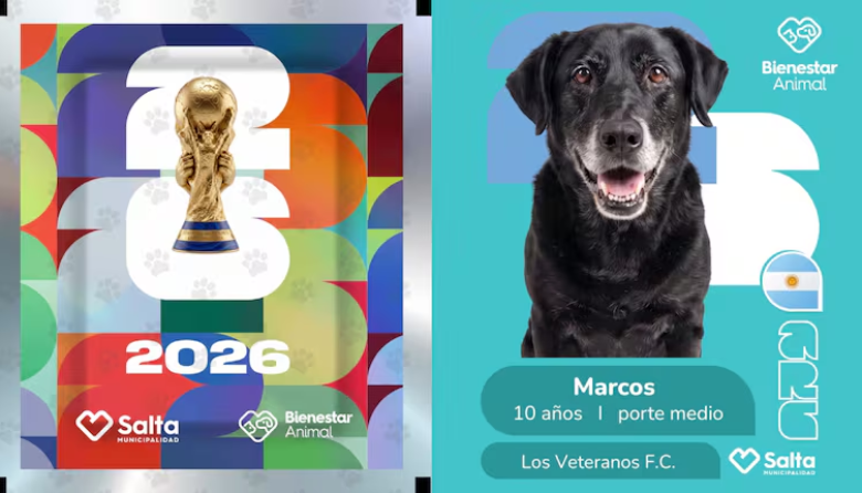 Adopción de perros: el refugio de Salta que presentó mascotas como jugadores de fútbol