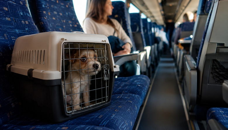 Chau clandestinidad: la caja del pasaje para mascotas llega a micros y aviones