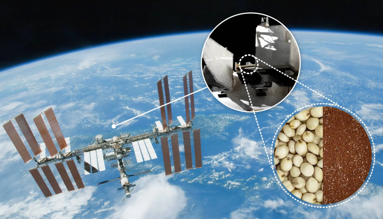 Semillas espaciales de la NASA: el experimento que desafió la radiación cósmica