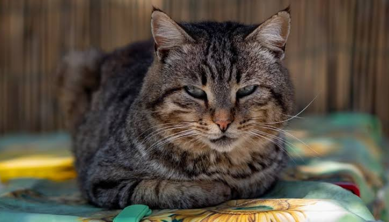 Señales de vejez en gatos: cómo detectar el dolor silencioso a tiempo