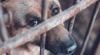 ¿Por qué todos los casos de maltrato animal en La Plata van a una sola fiscalía desde agosto?