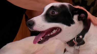 El emotivo reencuentro del perro perdido con su familia en el programa de Guido