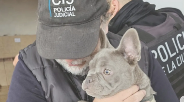 ¿Cómo terminó muerto un bulldog francés en un criadero clandestino de La Plata?