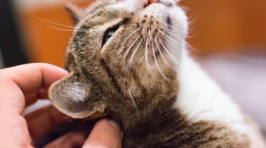 ¿Tu gato te elige a vos? Descubrilo con estas claves para construir un vínculo real
