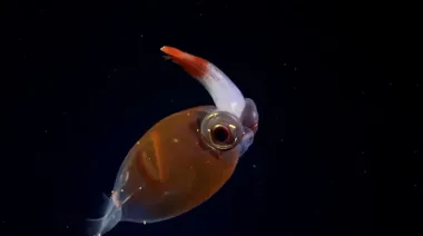 Un hito argentino en la investigación del Atlántico Sur