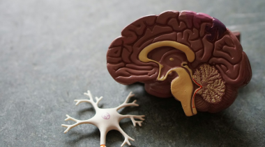 Cómo el cerebro supera el miedo y forma recuerdos