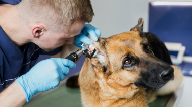 Cómo cuidar a tus mascotas con medicina preventiva y controles veterinarios
