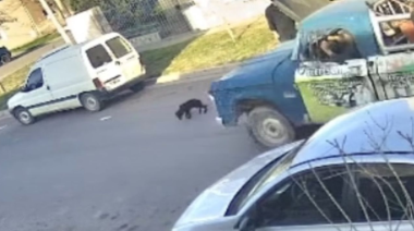 Indignación en Bahía Blanca por el atropello y maltrato a un cachorro