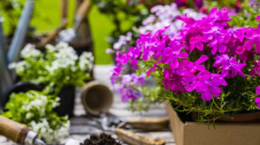 Flores ideales para macetas en primavera