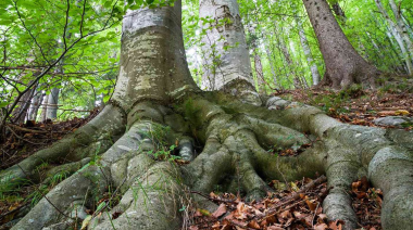 Descubren un mecanismo desconocido en las raíces de las plantas