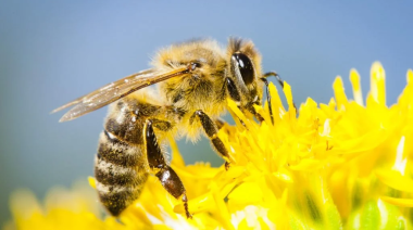 Cómo los agroquímicos afectan a las abejas y los ecosistemas