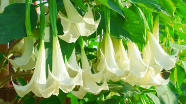 Plantas peligrosas que parecen inofensivas