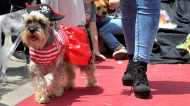 La Plata se disfraza de amor animal: llega el Gran Desfile de Mascotas edición Halloween