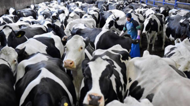 El privilegio del asco: lo que muestra el nuevo corto filmado en un matadero bonaerense