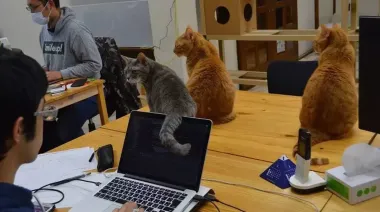 La revolución felina que cambió una oficina para siempre