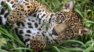 Día Internacional del Jaguar: símbolo de vida y cultura