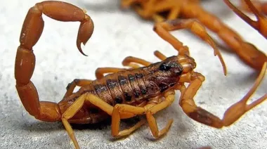 Alacranes en expansión: la UNLP acelera la carrera por un antídoto contra el escorpionismo